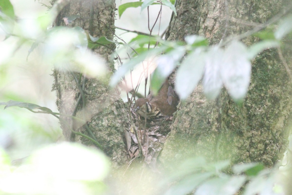 Spotted Ground-Thrush - ML614011473