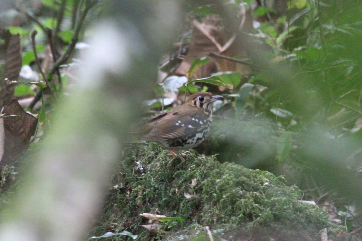 Spotted Ground-Thrush - ML614011474