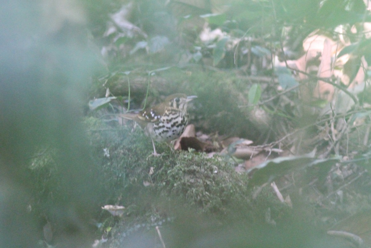 Spotted Ground-Thrush - ML614011475