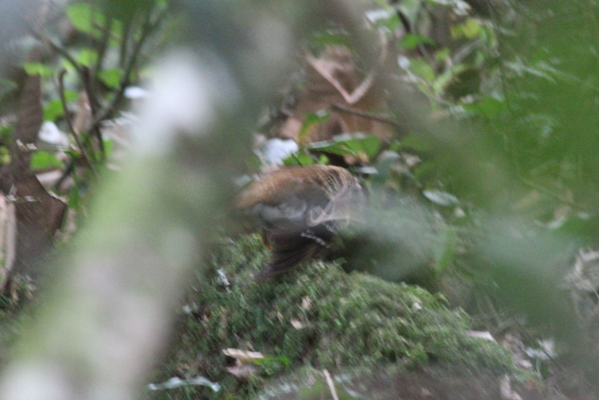 Spotted Ground-Thrush - ML614011476