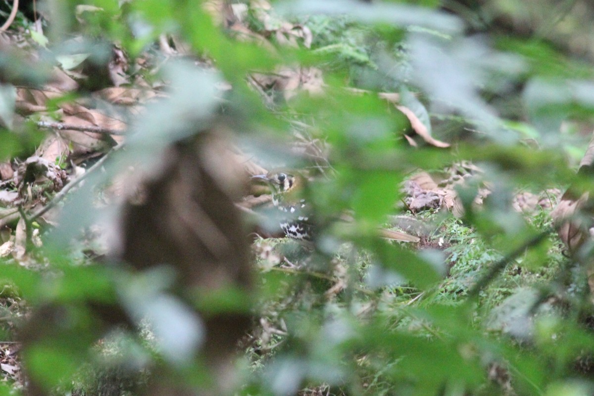 Spotted Ground-Thrush - ML614011477
