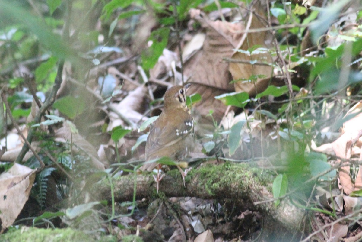 Spotted Ground-Thrush - ML614011478