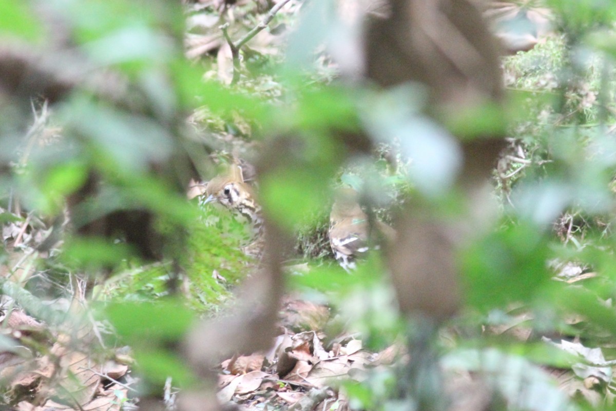 Spotted Ground-Thrush - ML614011479