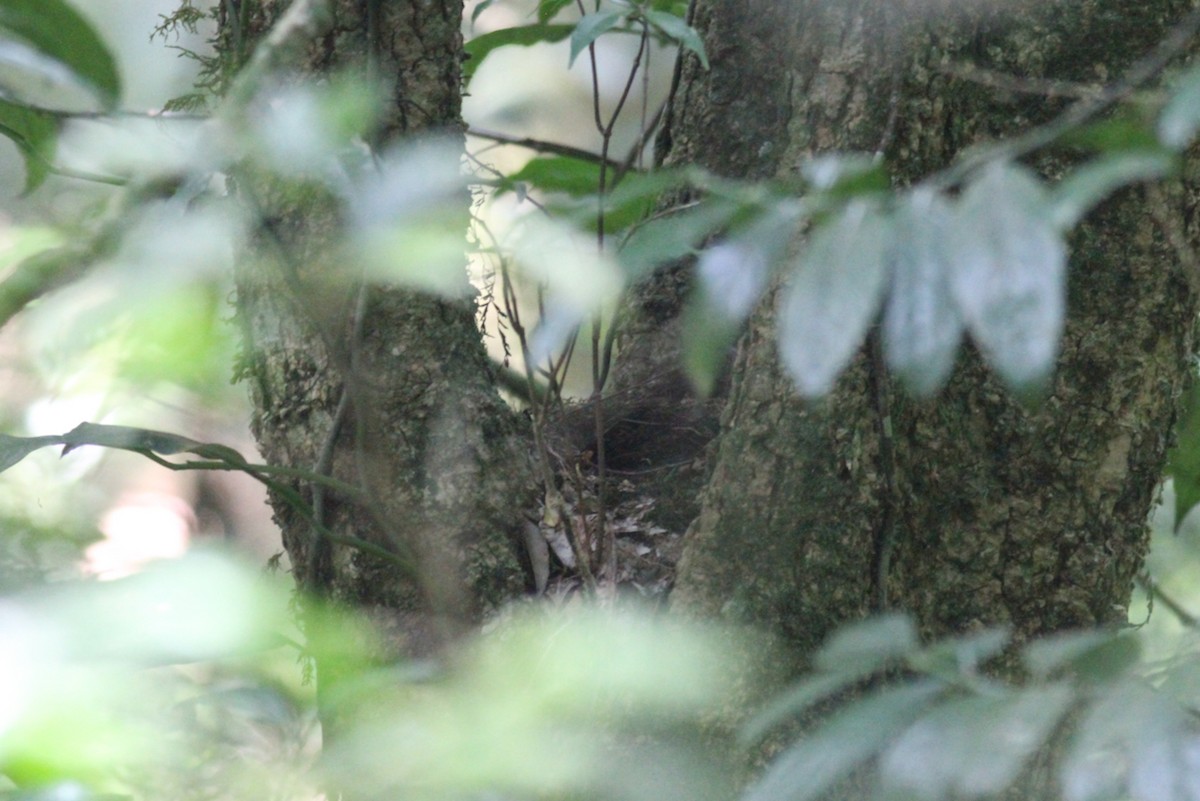 Spotted Ground-Thrush - ML614011480