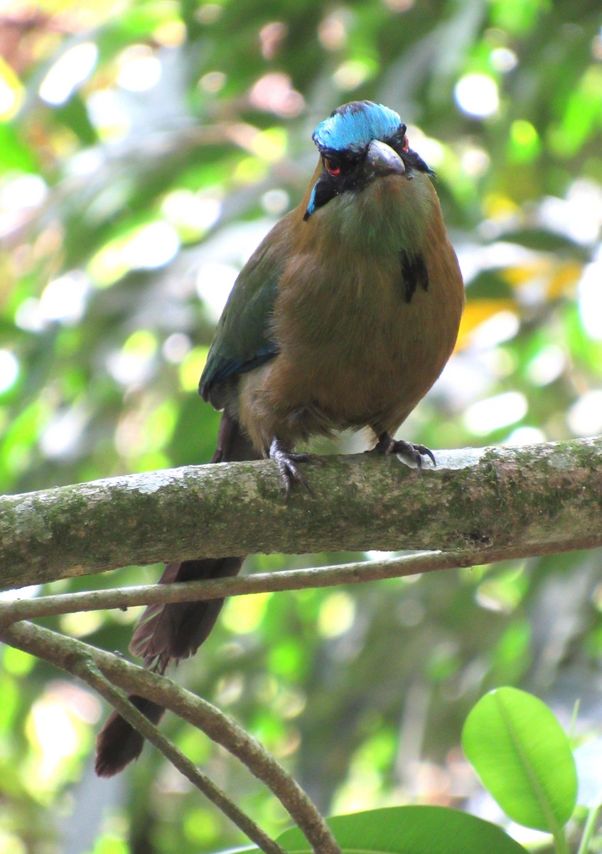 Andean Motmot - ML614011570