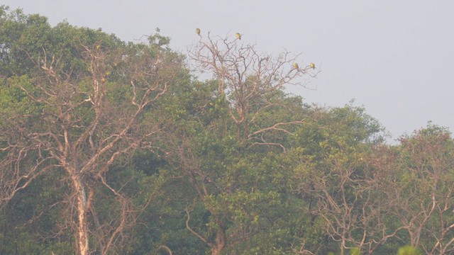 Orange-breasted Green-Pigeon - ML614011598