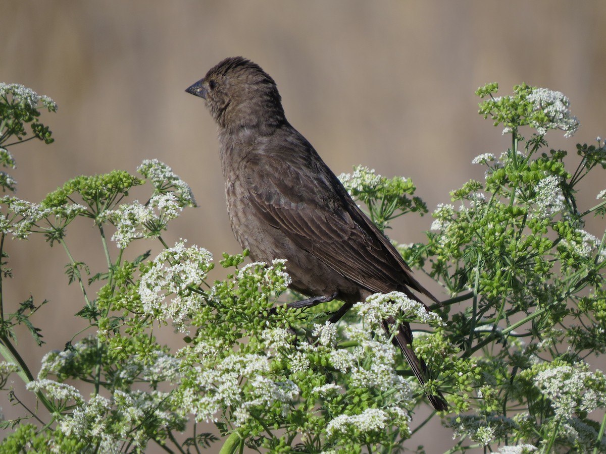 Brown-headed Cowbird - ML61401161