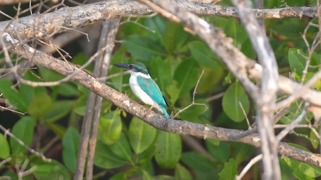 Collared Kingfisher - ML614011628