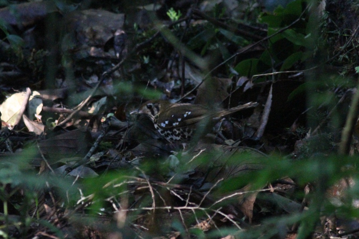 Spotted Ground-Thrush - ML614011662