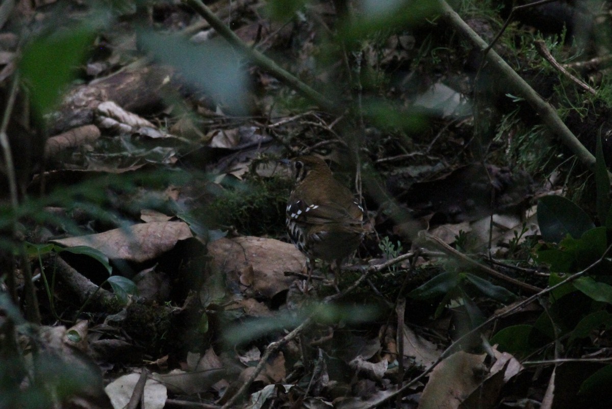 Spotted Ground-Thrush - ML614011663