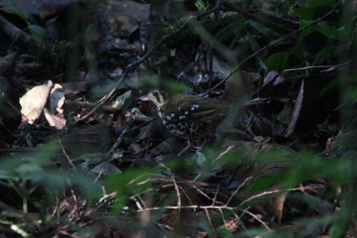 Spotted Ground-Thrush - ML614011664