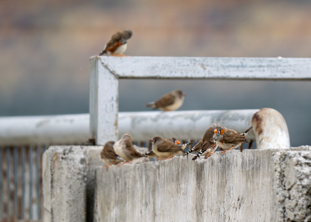 Zebra Finch (Lesser Sundas) - ML614011729