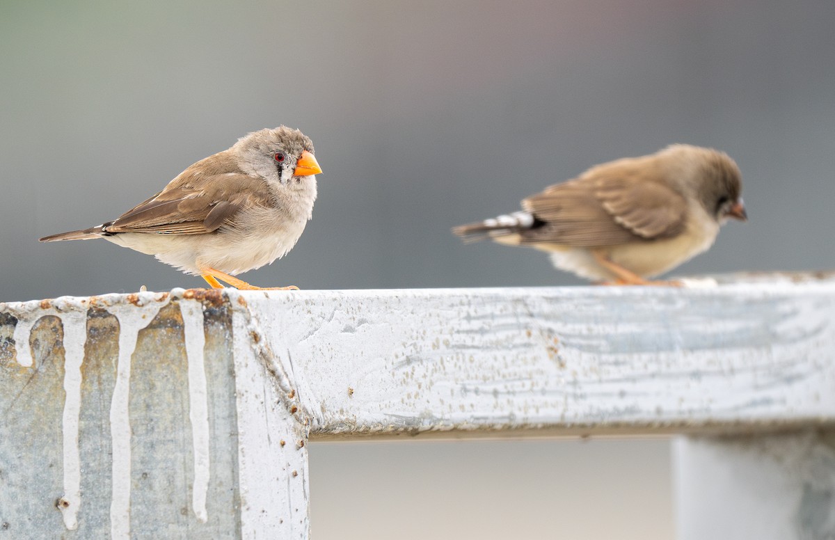 Zebra Finch (Lesser Sundas) - ML614011730