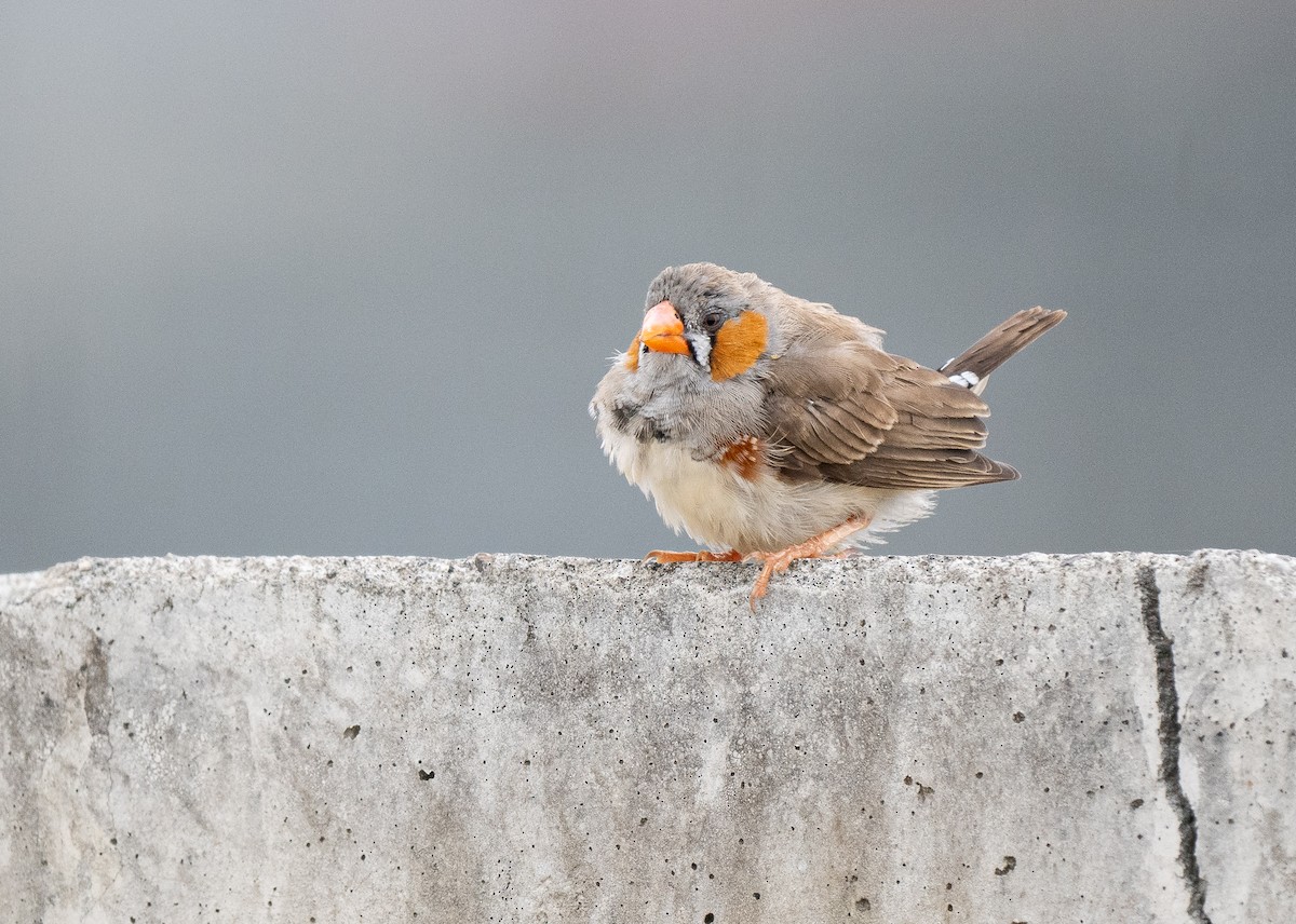 Zebra Finch (Lesser Sundas) - ML614011731