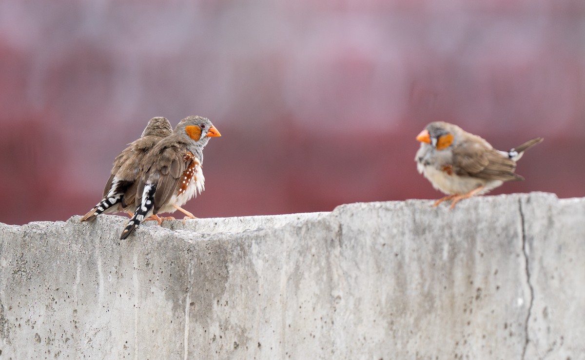 Zebra Finch (Lesser Sundas) - ML614011732