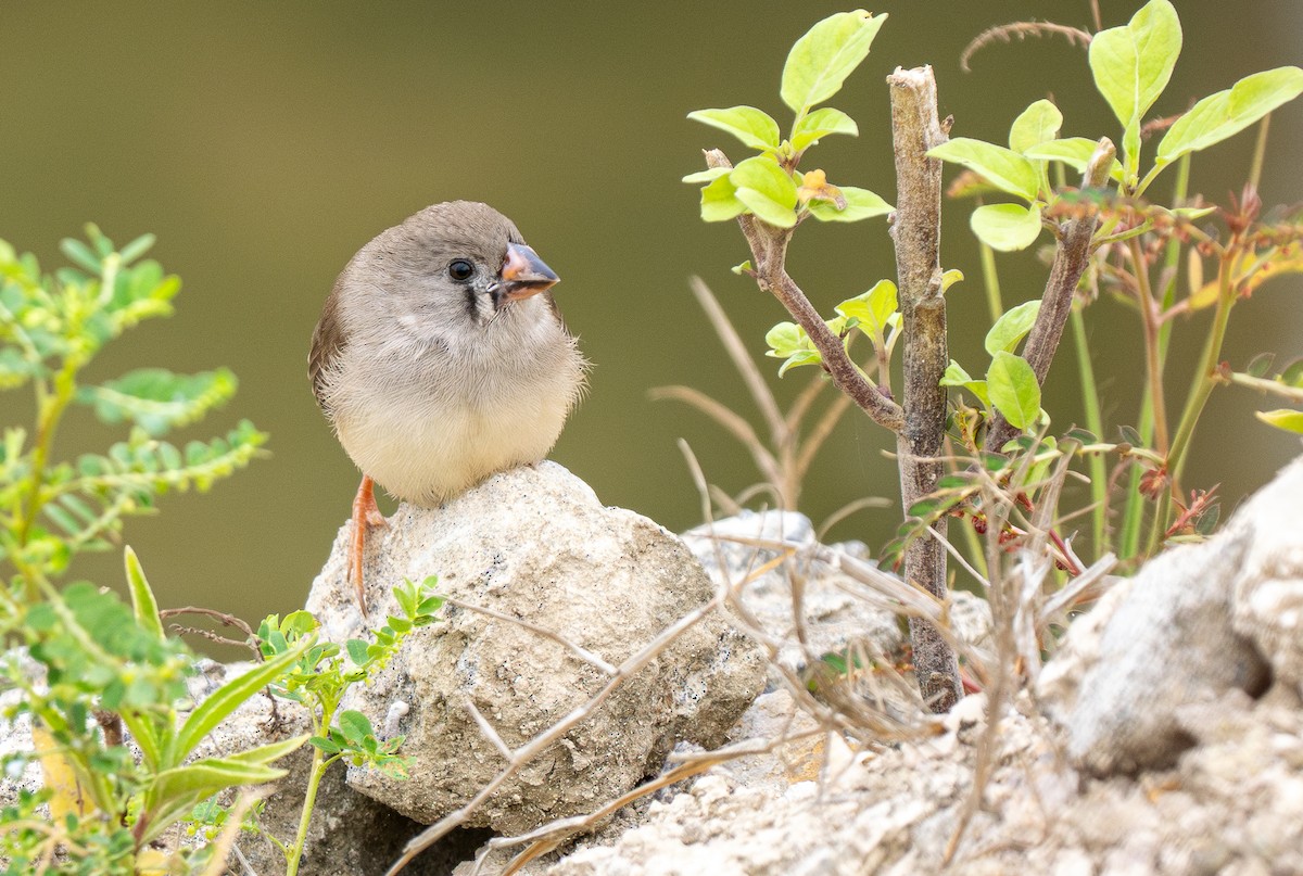 Zebra Finch (Lesser Sundas) - ML614011734