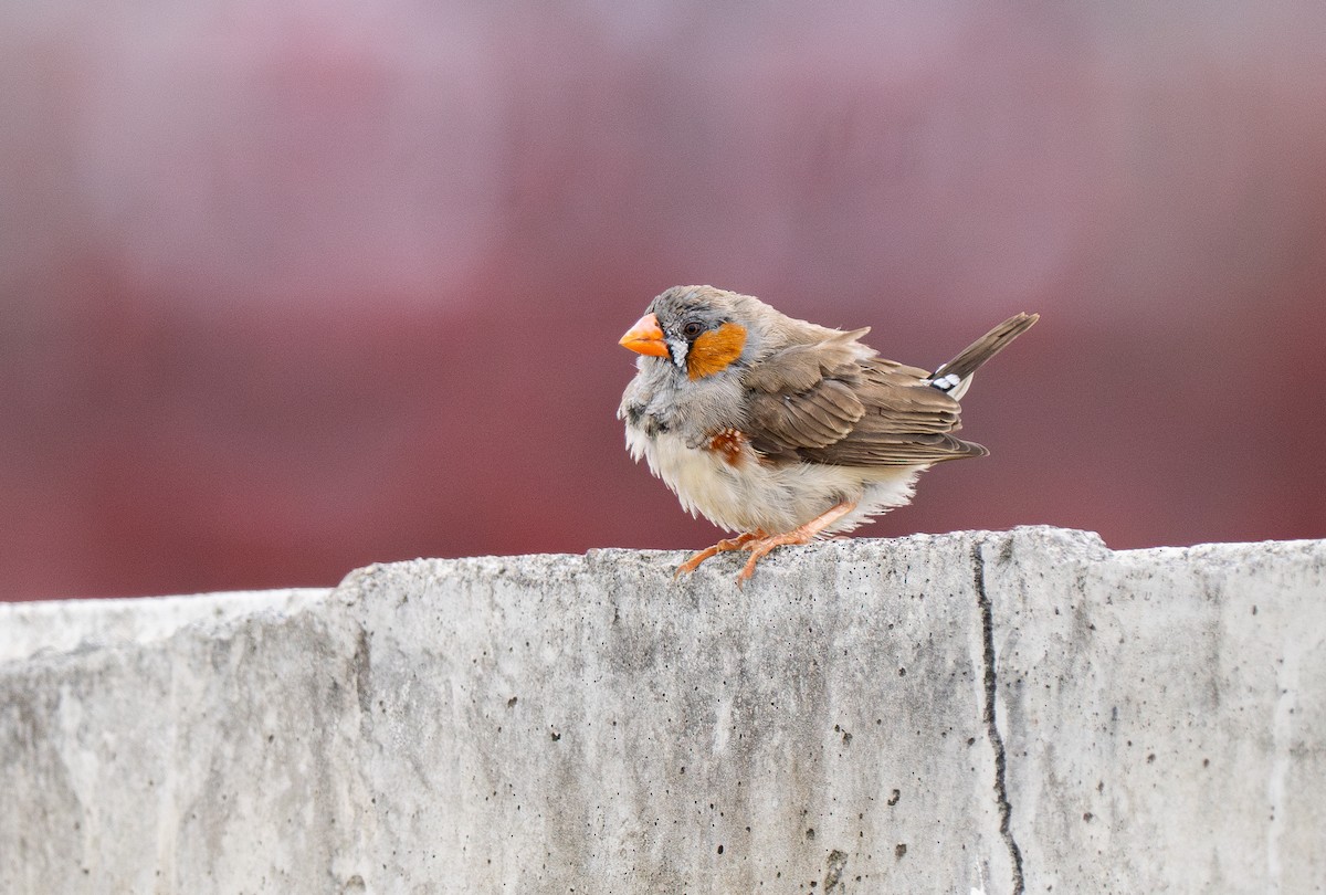 Zebra Finch (Lesser Sundas) - ML614011736