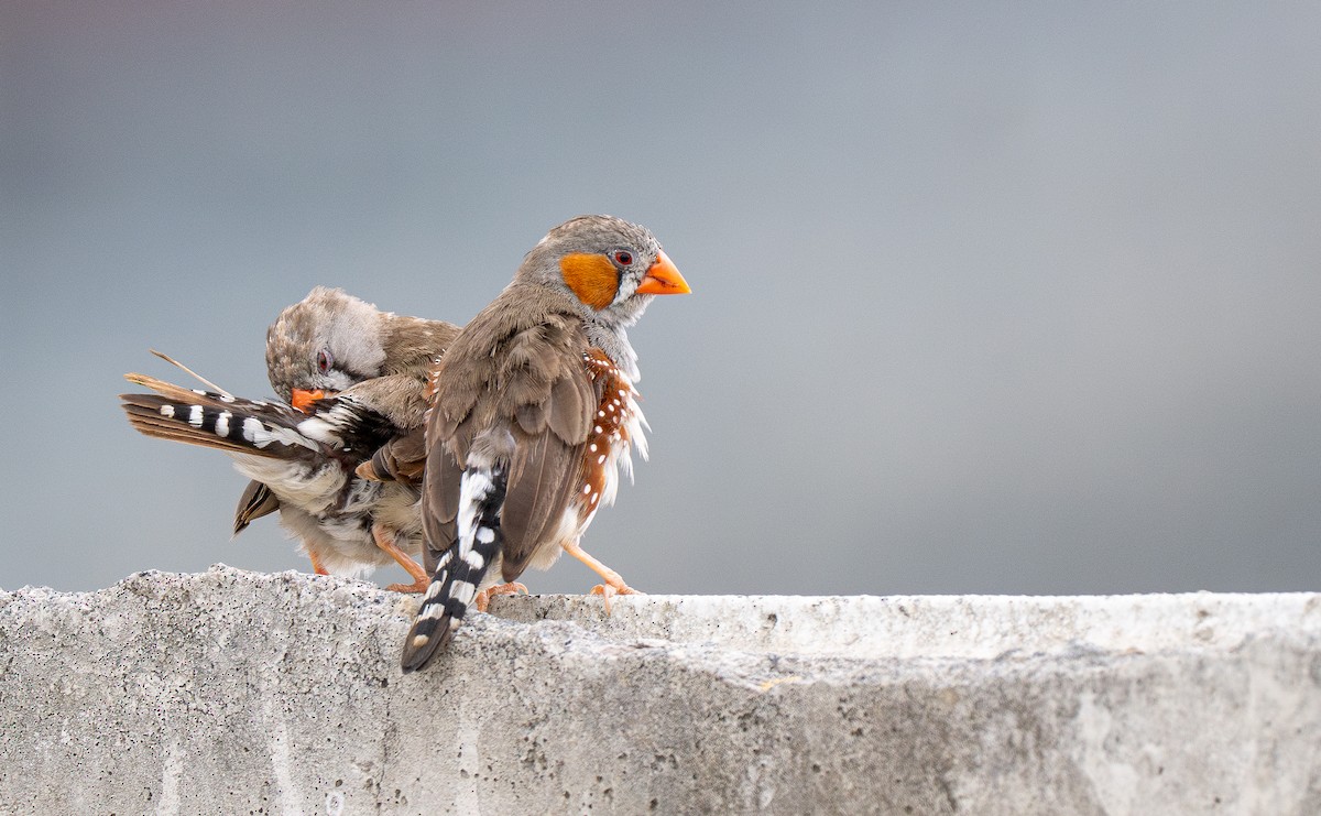 Zebra Finch (Lesser Sundas) - ML614011737