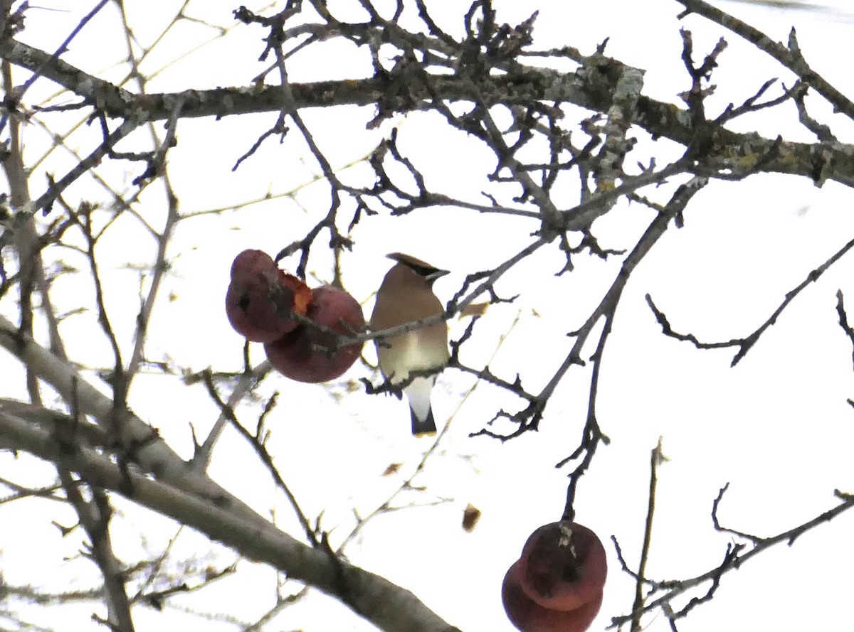 Cedar Waxwing - ML614011772