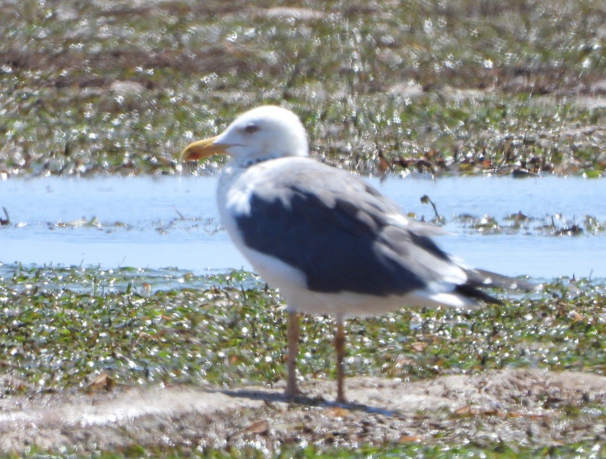 Lesser Black-backed Gull - ML614011820