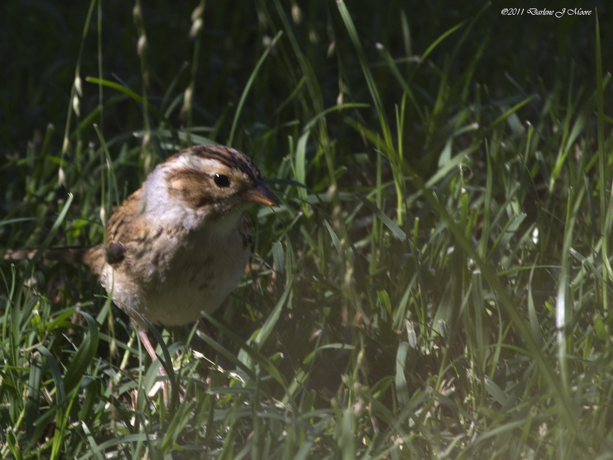 Clay-colored Sparrow - ML614011887
