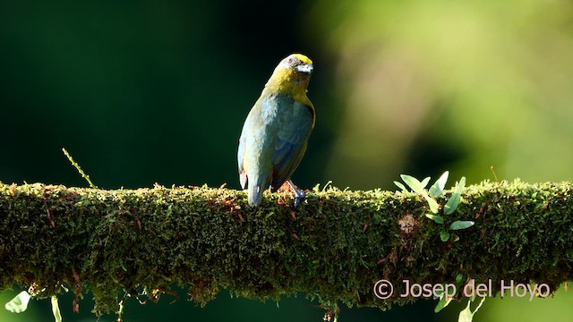 Olive-backed Euphonia - ML614011898