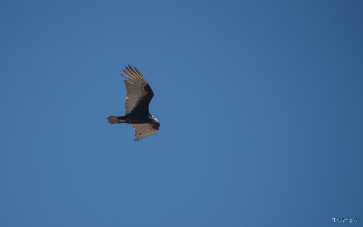 Turkey Vulture - ML614011936