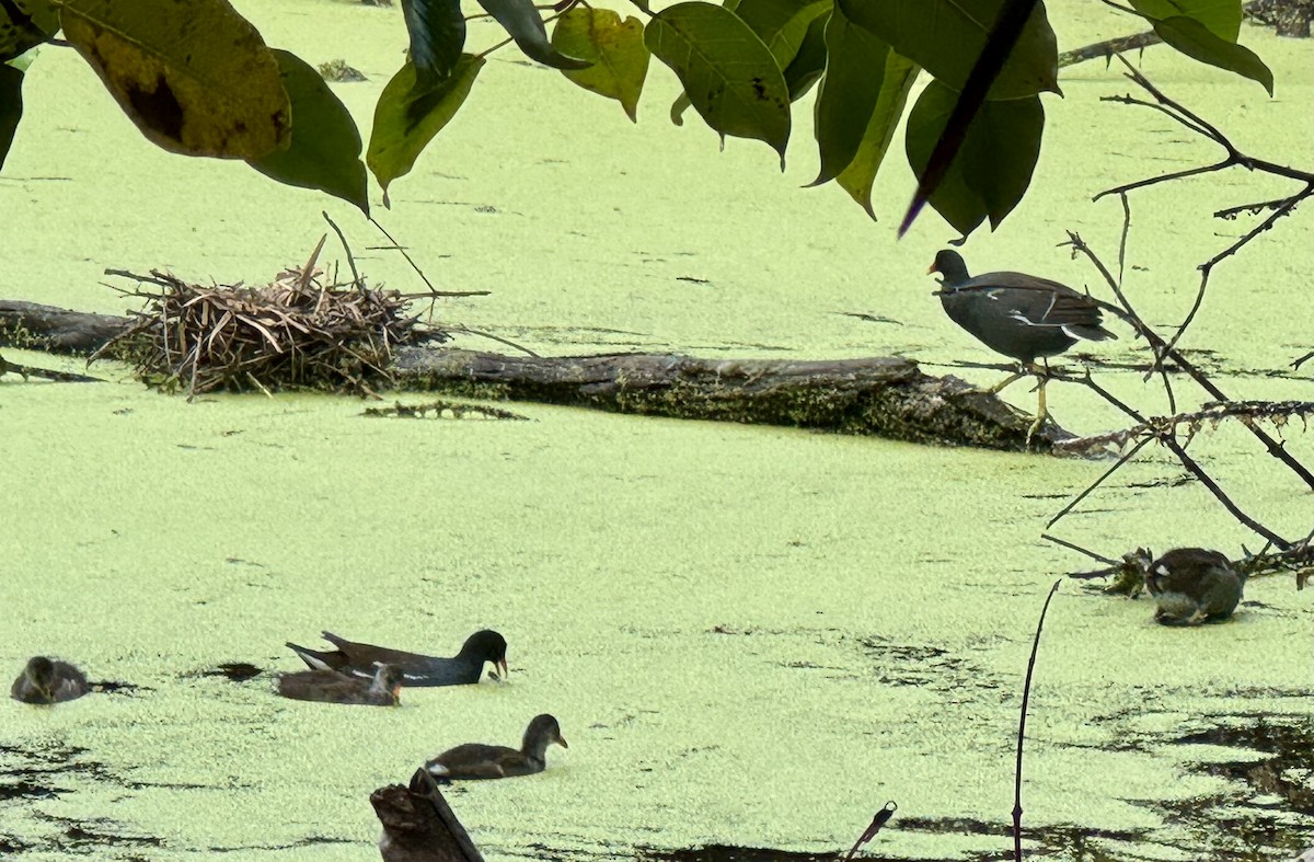 Common Gallinule - ML614011953