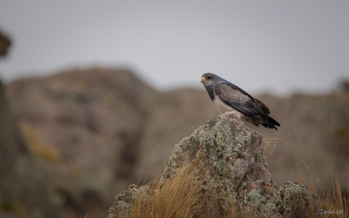 Black-chested Buzzard-Eagle - ML614011972