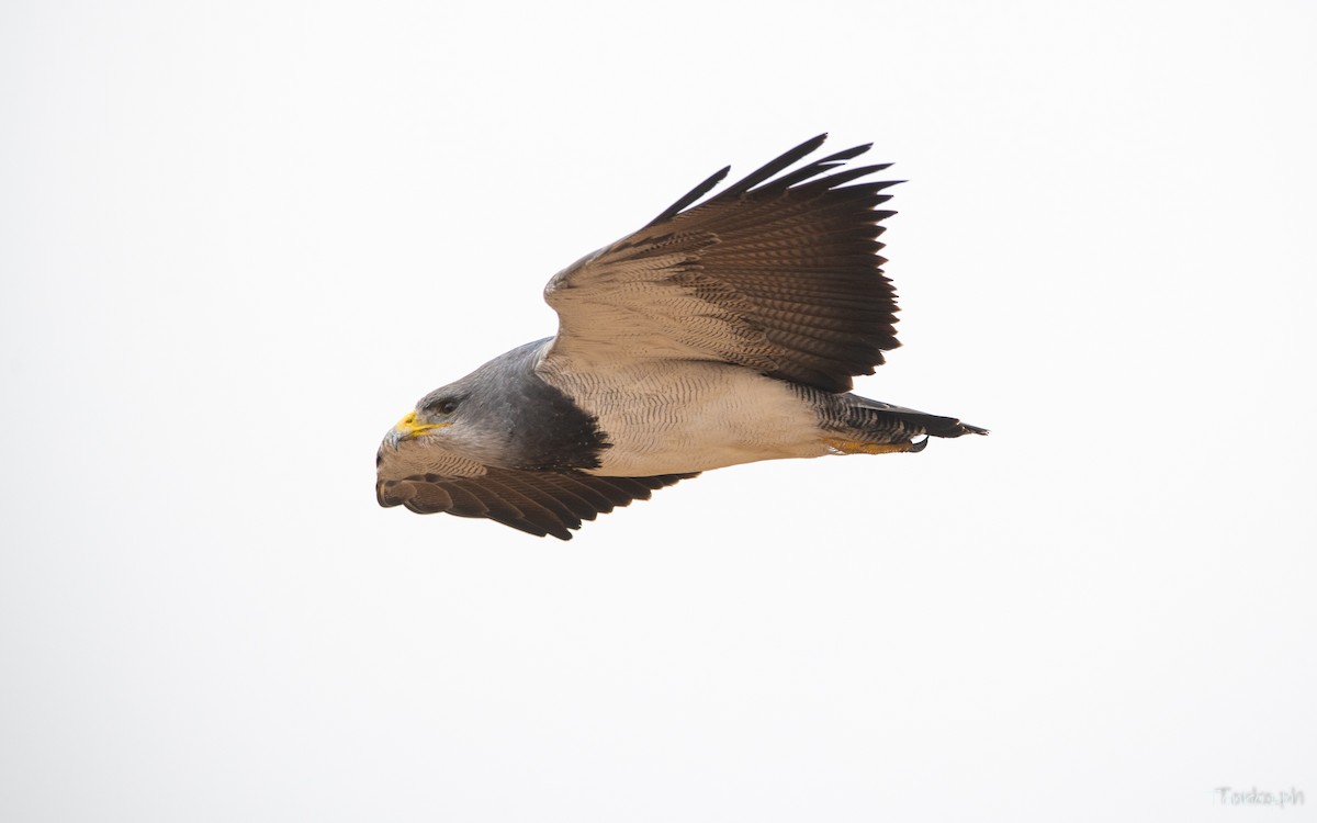 Black-chested Buzzard-Eagle - ML614012008