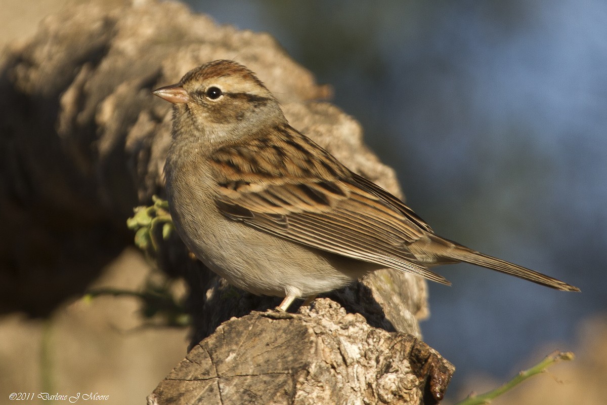 Chipping Sparrow - ML614012037