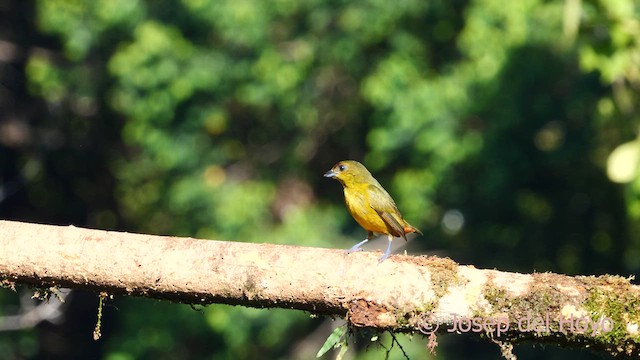 Olive-backed Euphonia - ML614012042