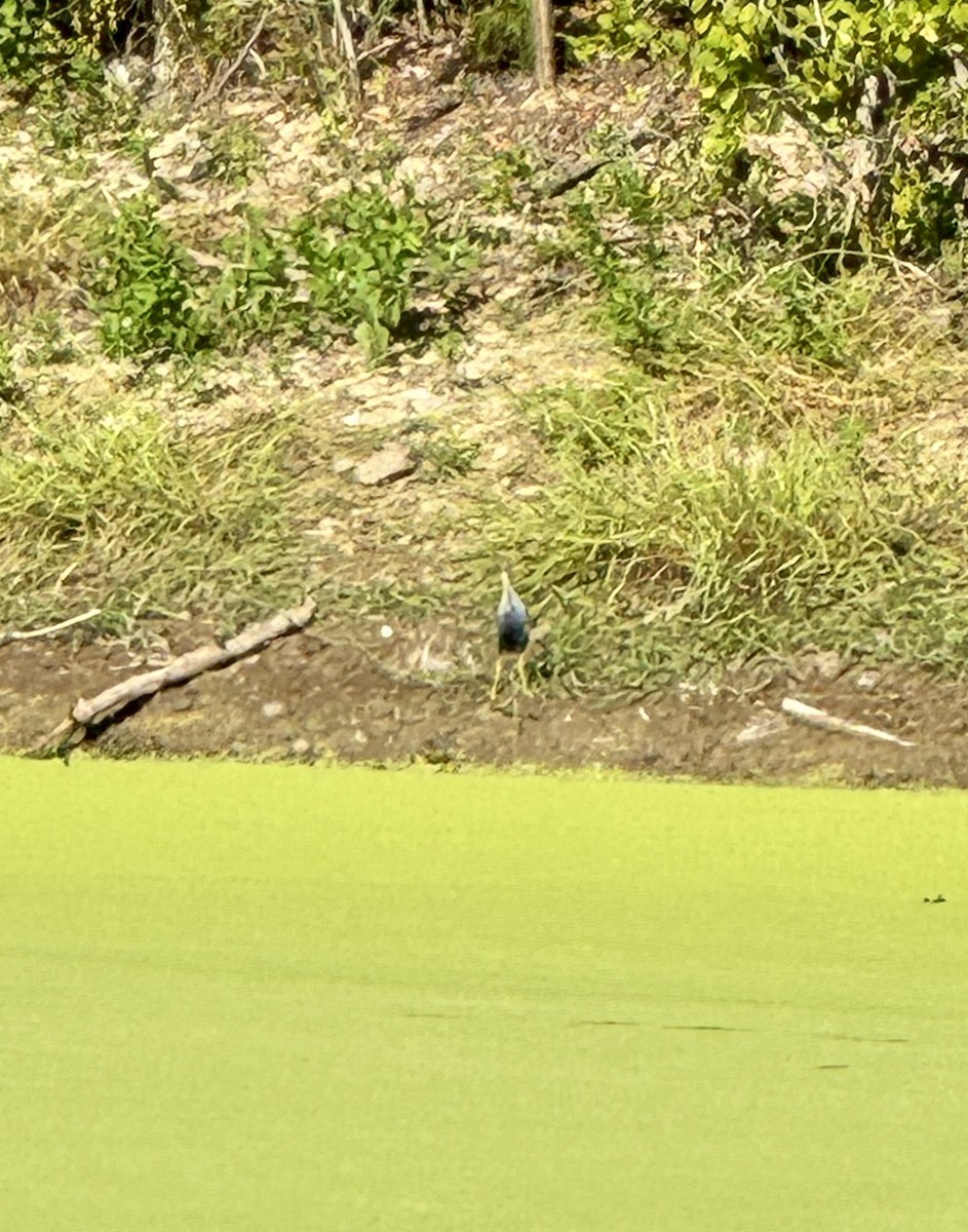 Purple Gallinule - ML614012049