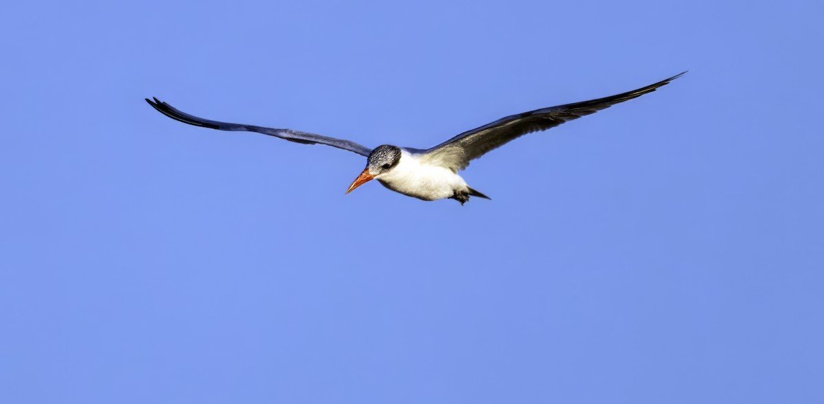 Caspian Tern - ML614012085