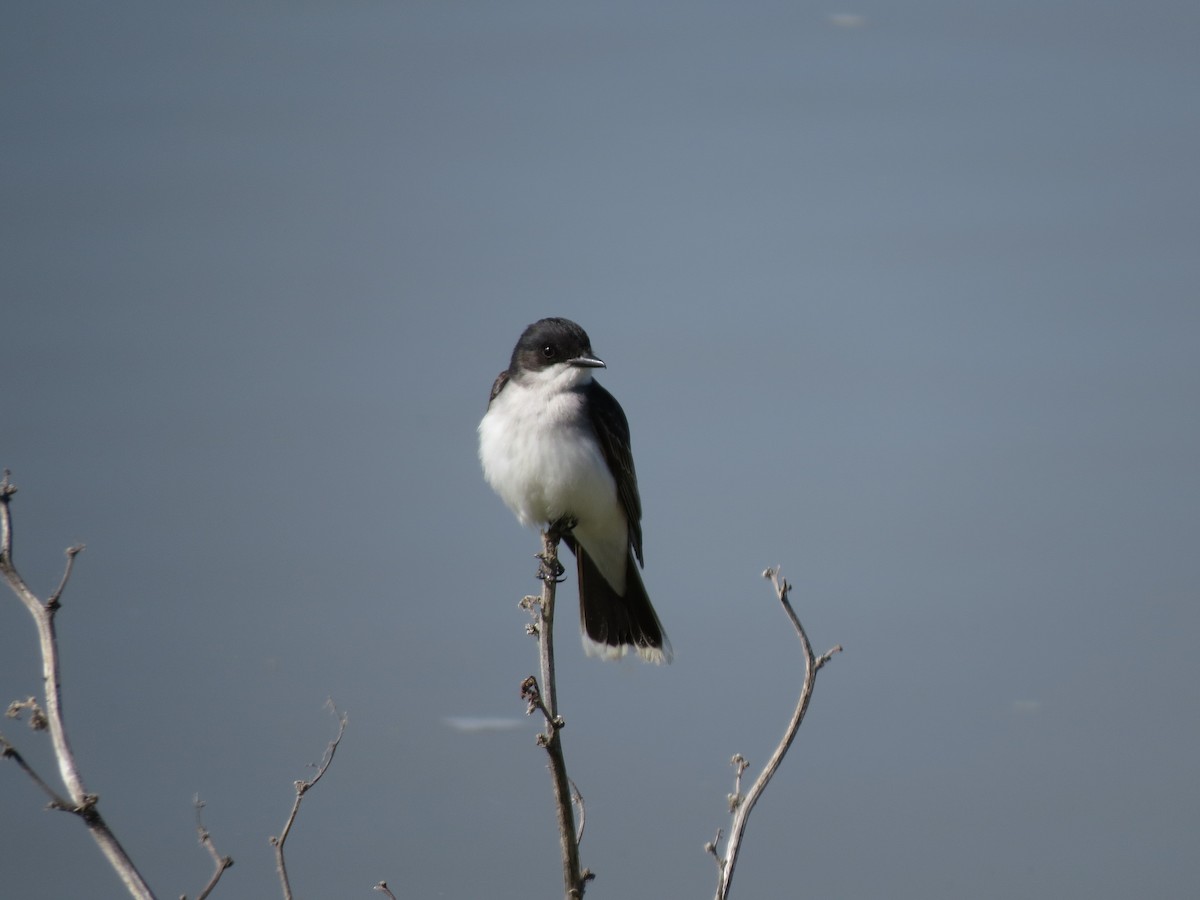 Schieferrücken-Königstyrann - ML61401211