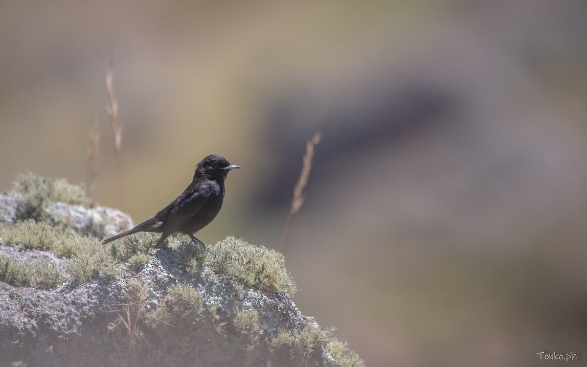 White-winged Black-Tyrant - ML614012204