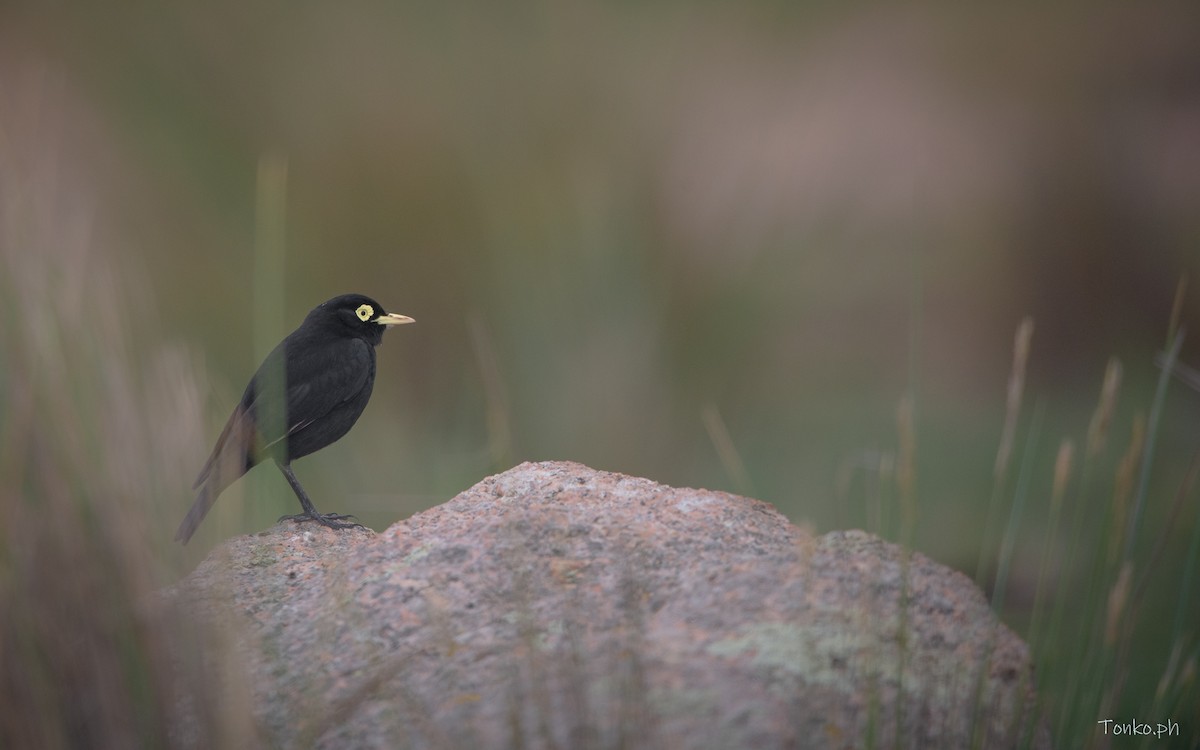 Spectacled Tyrant - ML614012209