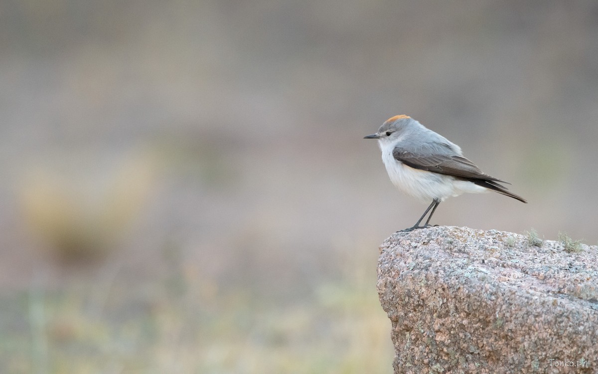 Rufous-naped Ground-Tyrant - ML614012219