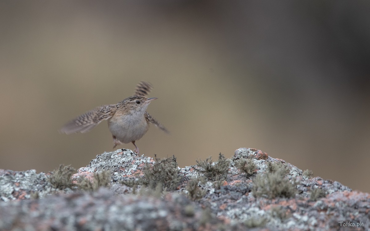 Grass Wren - ML614012231