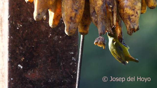 Olive-backed Euphonia - ML614012237