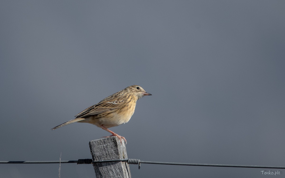 Hellmayr's Pipit - ML614012242