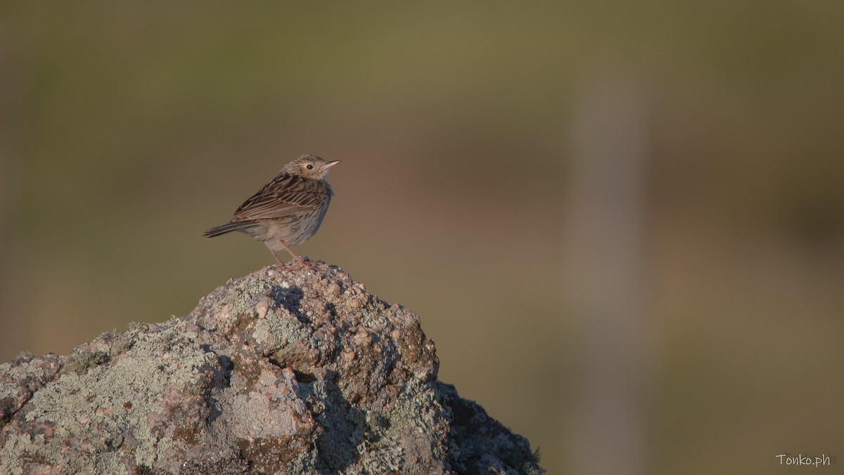 Hellmayr's Pipit - ML614012243