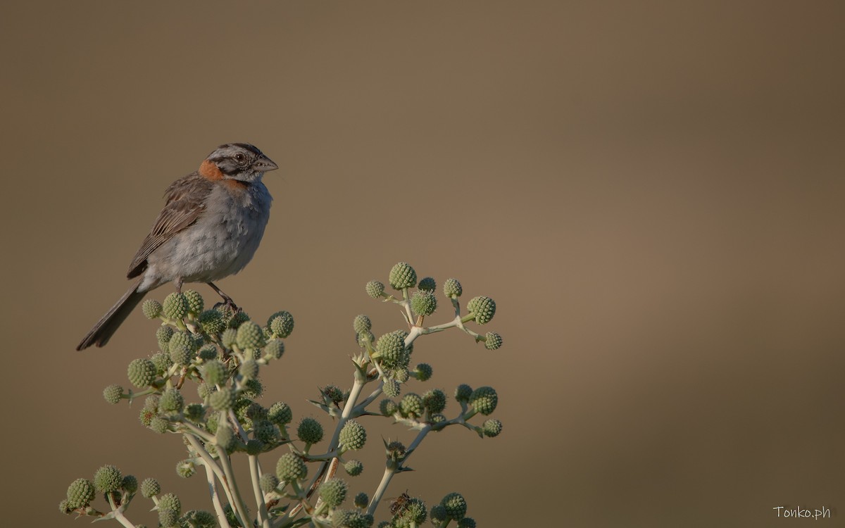 Rufous-collared Sparrow - ML614012266