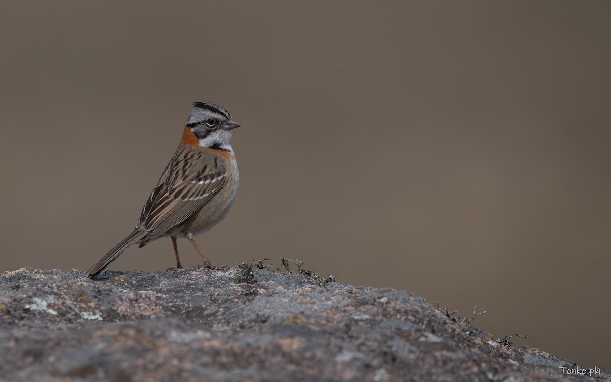 Rufous-collared Sparrow - ML614012267