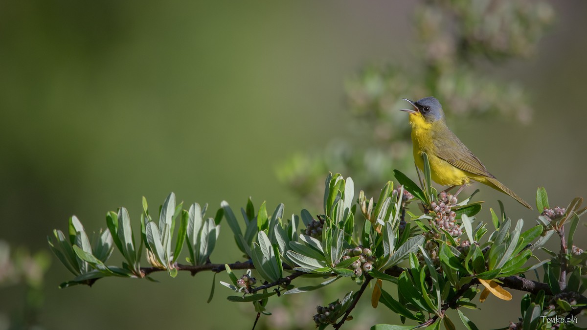 Paruline voilée - ML614012275