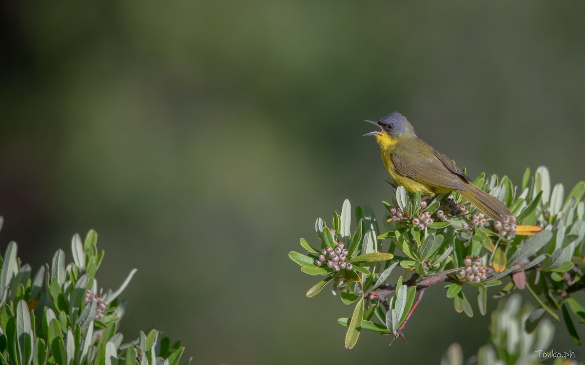 Paruline voilée - ML614012276