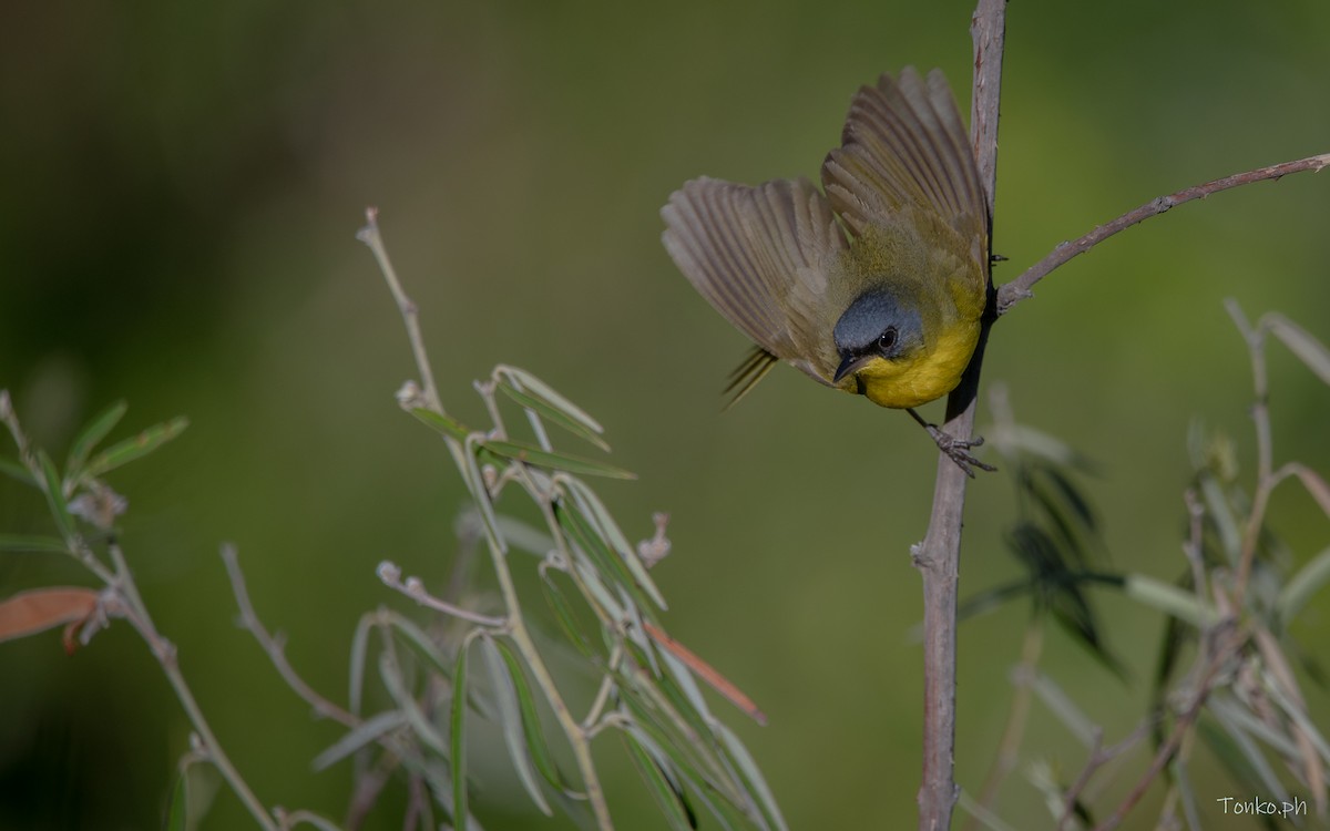 Paruline voilée - ML614012277