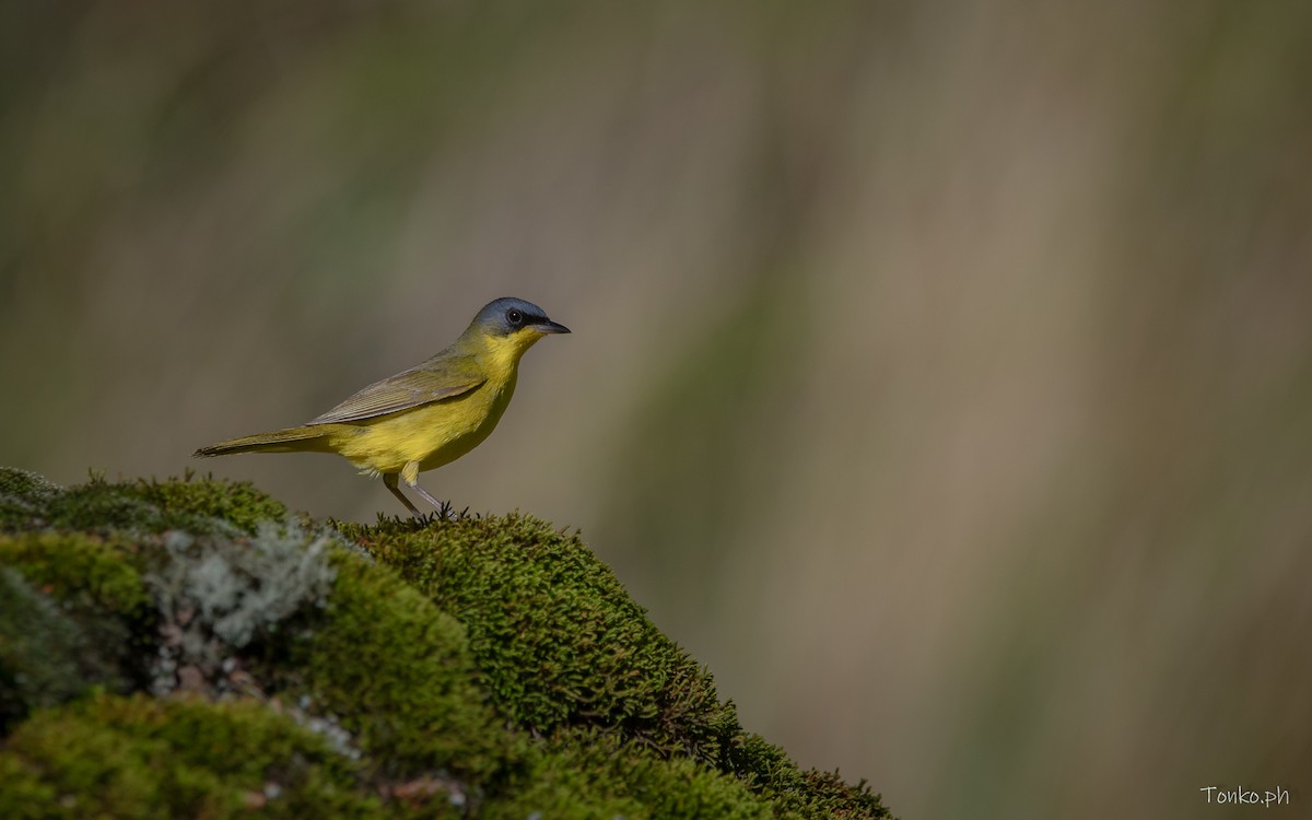 Paruline voilée - ML614012279