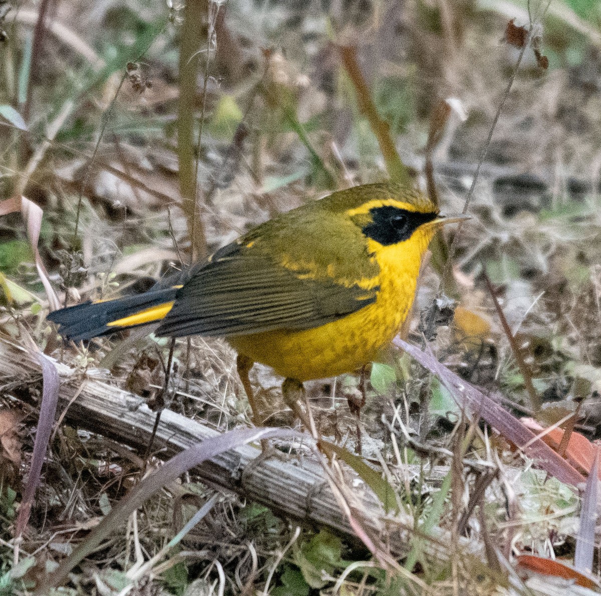 Golden Bush-Robin - ML614012292