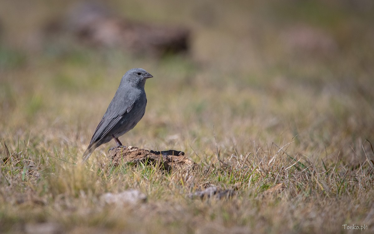 Plumbeous Sierra Finch - ML614012306